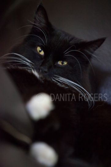 nature-life and death-fauna-cats-Layla ©DanitaRogers-4377