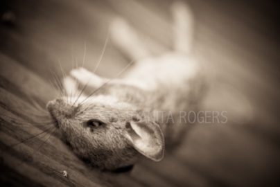 macro-fauna-death ©DanitaRogers-4350